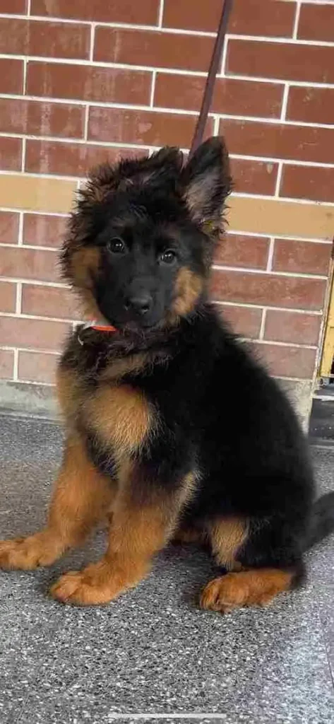 German Shepherd Breeder Fullerton California1 23 German Shepherd puppy image by Royal Tribes K9 1224 in Westlake Village