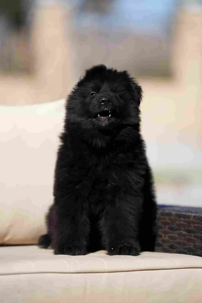 German Shepherd Breeder Hacienda Heights German Shepherd puppy image by Royal Tribes K9 1574 in Ojai, California