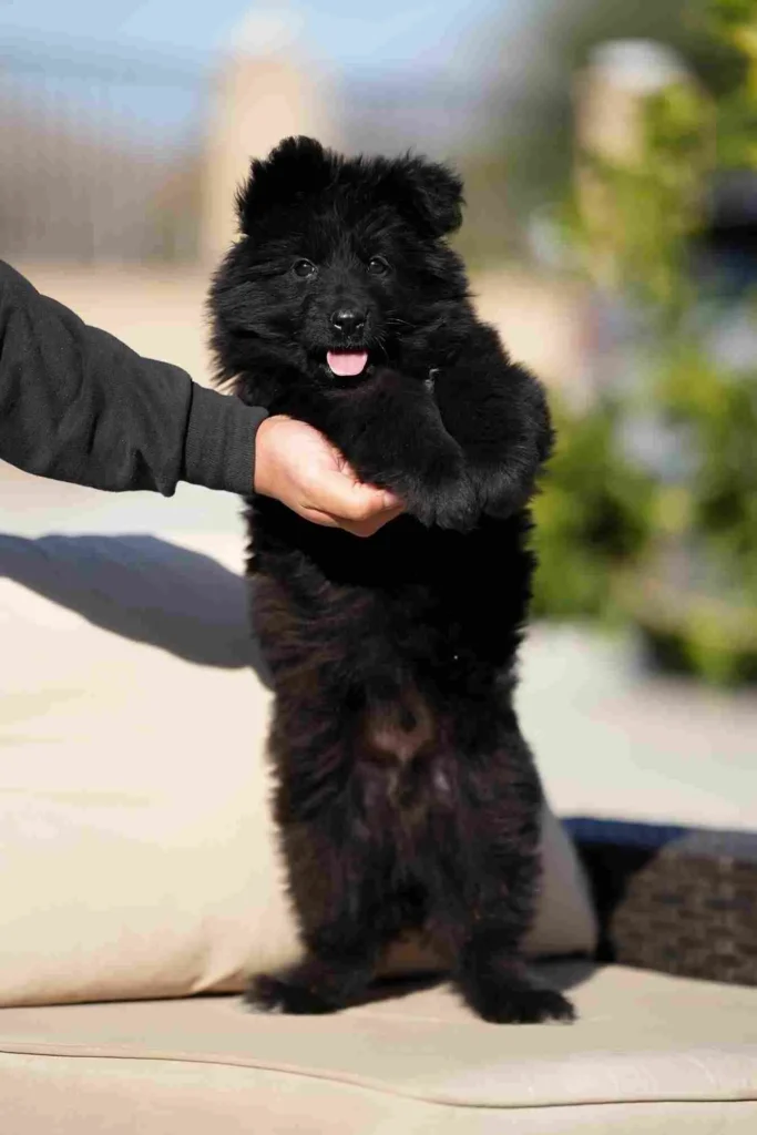 German Shepherd puppies for sale in Playa Del Rey - German Shepherd Breeder Hawthorne California 31 German Shepherd puppy