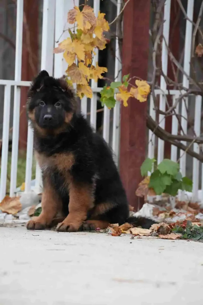 German Shepherd puppies for sale in Fargo North Dakota - German Shepherd Breeder Hayward California German Shepherd puppy