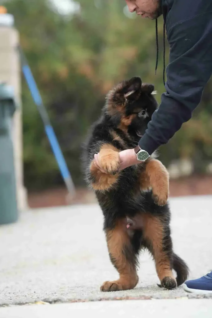 German Shepherd Breeder La Crescenta California German Shepherd puppy image by Royal Tribes K9 1315 in Buckhead, Tennessee