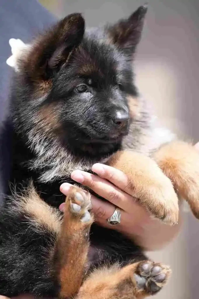 German Shepherd Breeder La Palma California1 40 German Shepherd puppy image by Royal Tribes K9 1463 in Arvada, Colorado