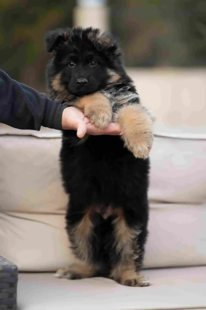 German Shepherd Breeder Laguna Hills California German Shepherd puppy image by Royal Tribes K9 1756 in Augusta, Georgia