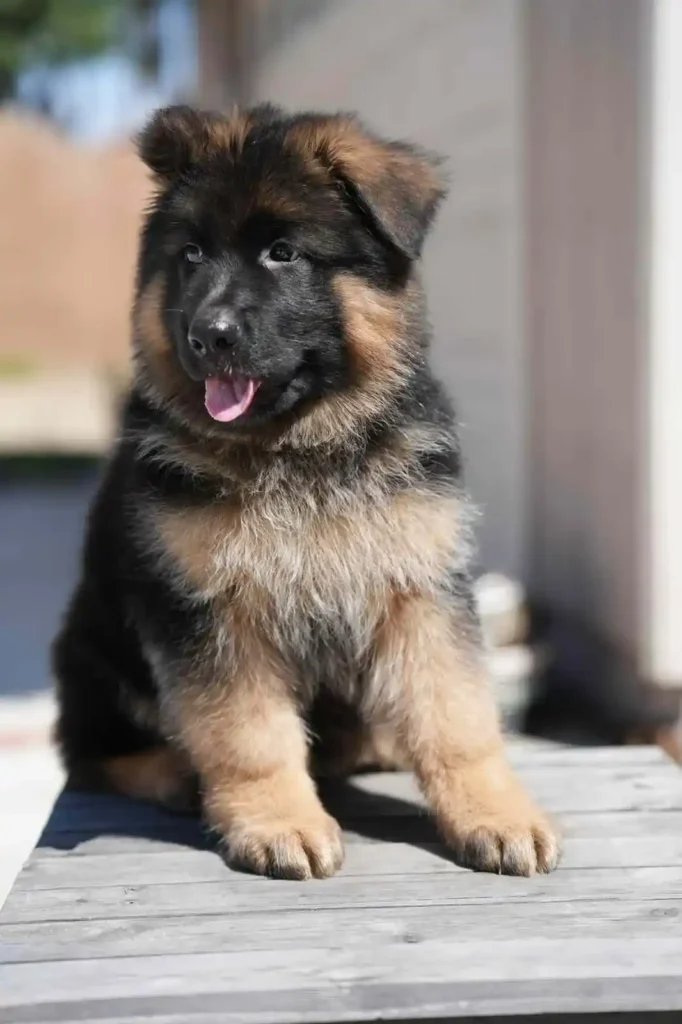 German Shepherd Breeder Los Alamitos California German Shepherd puppy image by Royal Tribes K9 1567 in Cincinnati, Ohio