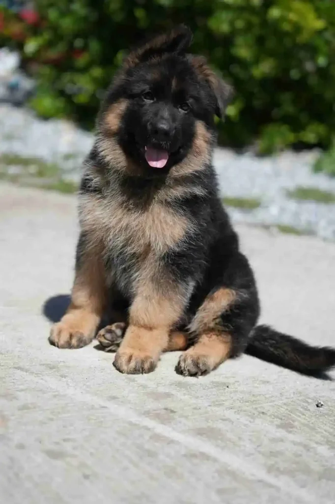 German Shepherd puppies for sale in Fairbanks - German Shepherd Breeder Los Altos California German Shepherd puppy image by