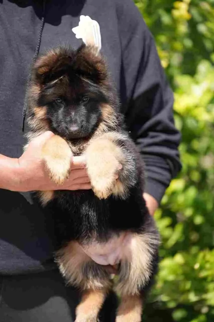 German Shepherd Breeder Los Angeles California German Shepherd puppy image by Royal Tribes K9 1173 in Anaheim, California