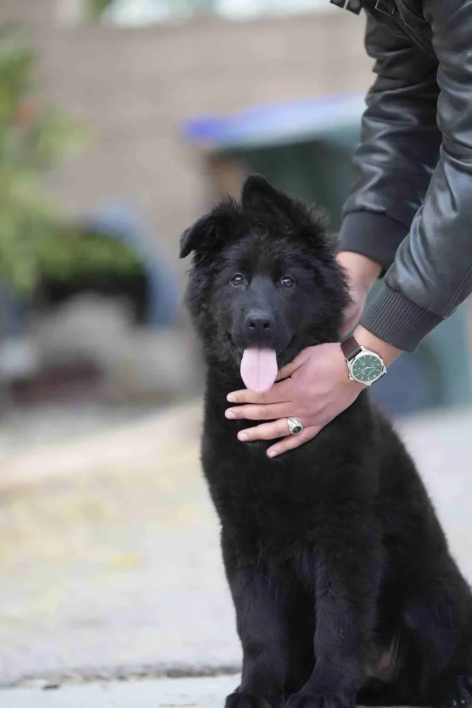 German Shepherd Breeder Mission Viejo California German Shepherd puppy image by Royal Tribes K9 1026 in Jackson, Mississippi