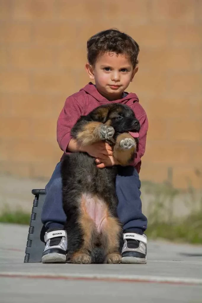 German Shepherd Breeder Modesto California German Shepherd puppy image by Royal Tribes K9 1537 in Arkadelphia, Arkansas