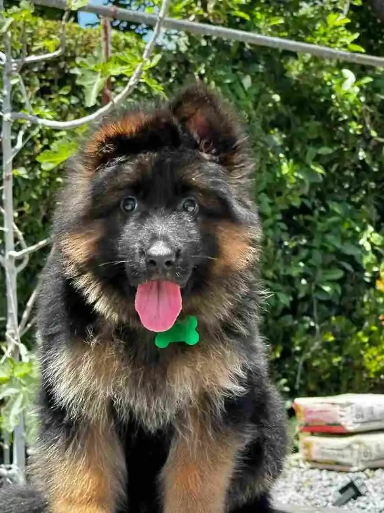 German Shepherd Breeder Near Me Beverly Hills German Shepherd puppy image by Royal Tribes K9 1155 in Columbus, Ohio
