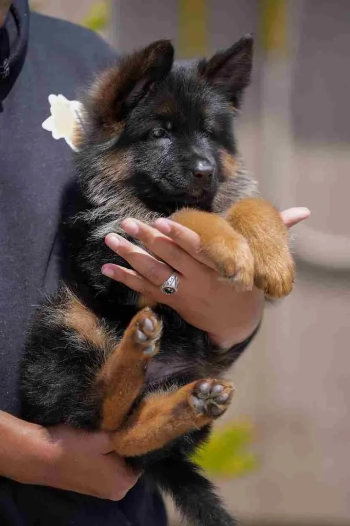 German Shepherd Breeder Near Me Coronado German Shepherd puppy image by Royal Tribes K9 1189 in Rolling Hills, California
