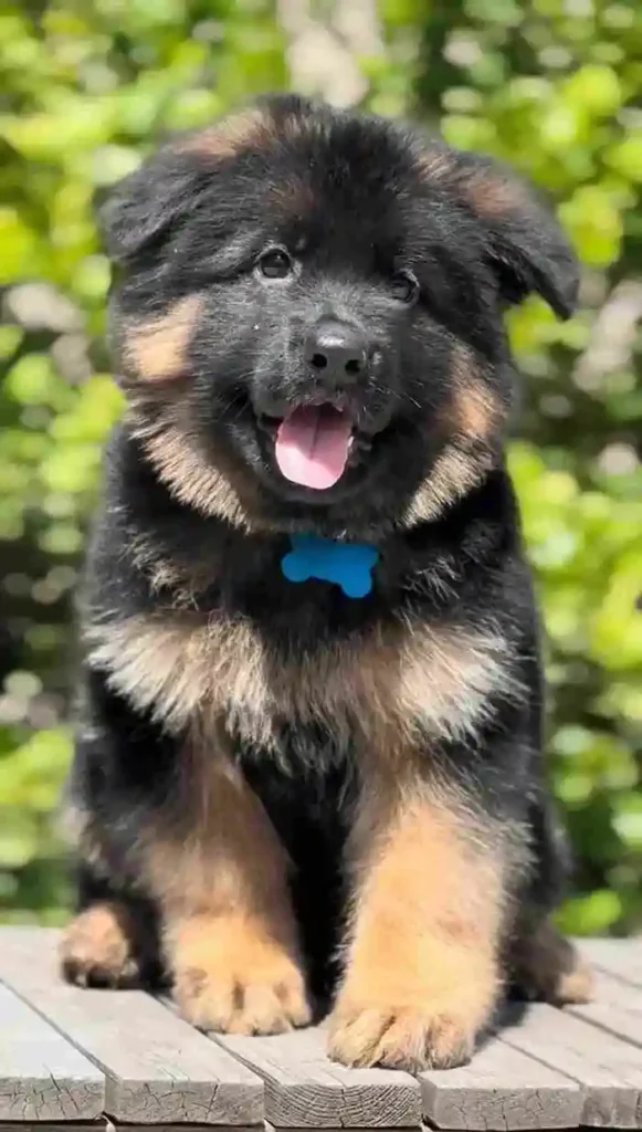 German Shepherd Breeder Near Me La Jolla German Shepherd puppy image by Royal Tribes K9 1684 in Playa Del Rey, California