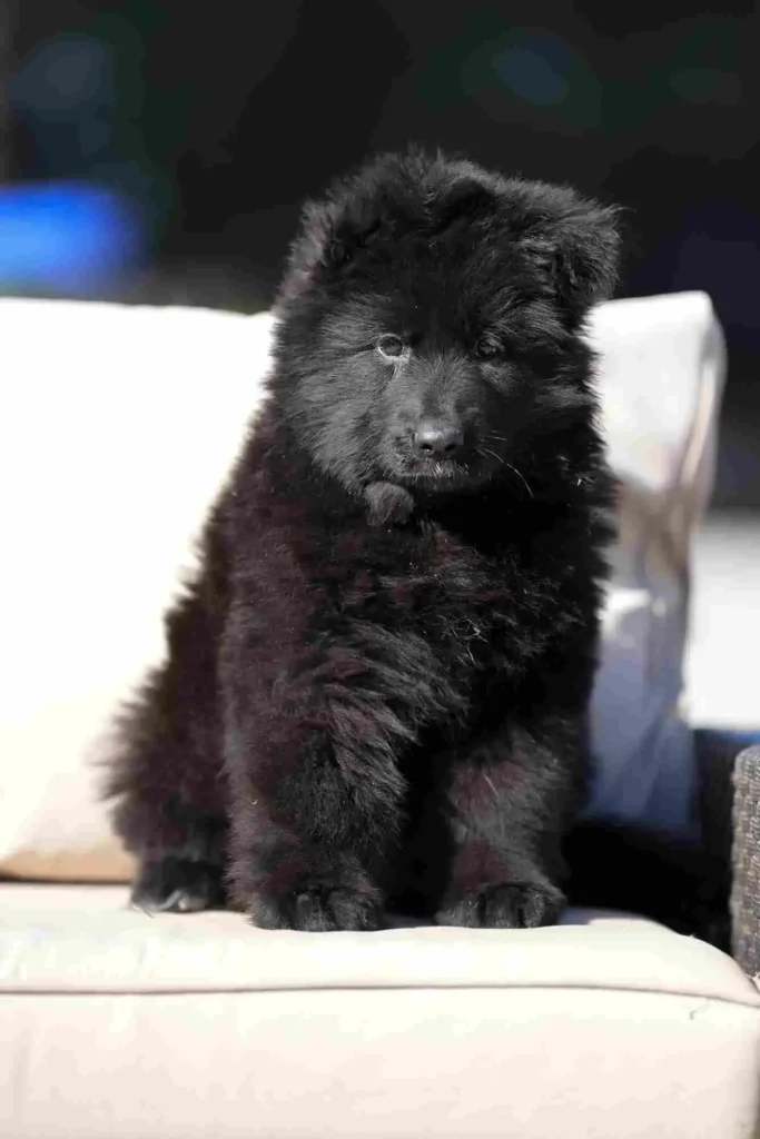 German Shepherd Breeder Oklahoma City California German Shepherd puppy image by Royal Tribes K9 1341 in Westwood, California