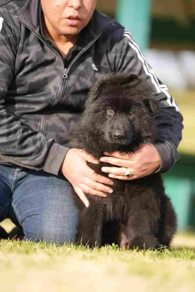 German Shepherd Breeder Placentia California. German Shepherd puppy image by Royal Tribes K9 1445 in New Orleans, Louisiana