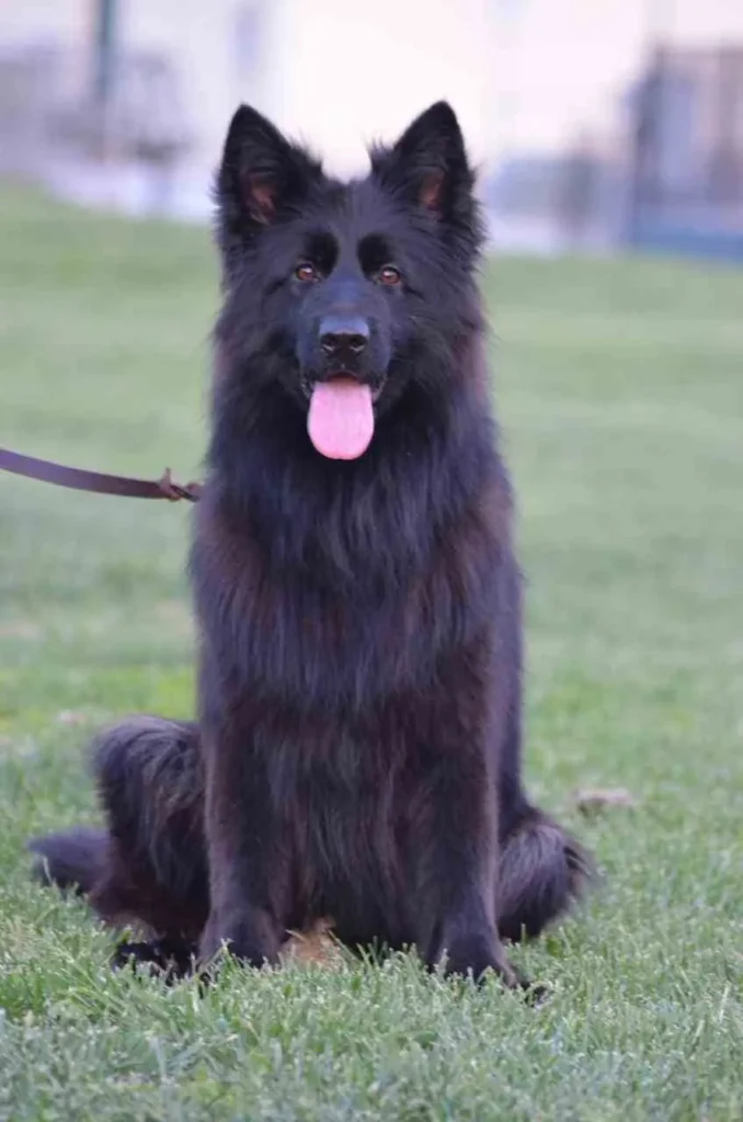 German Shepherd puppies for sale in Malibu Beach - German Shepherd Breeder Salt Lake City Utah 61 German Shepherd puppy
