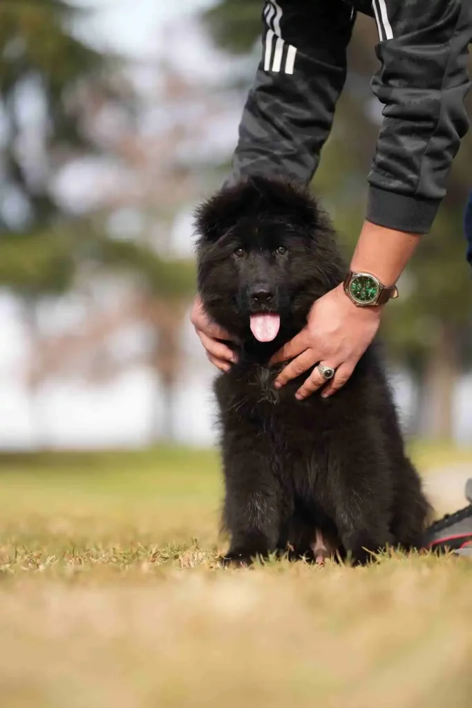 German Shepherd Breeder San Francisco California German Shepherd puppy image by Royal Tribes K9 1533 in Culver City