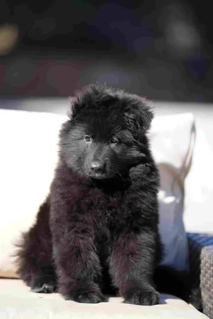 German Shepherd Breeder San Francisco Financial German Shepherd puppy image by Royal Tribes K9 1268 in Brentwood, California