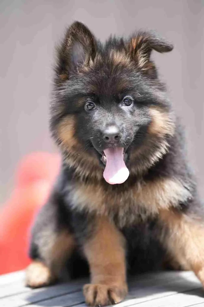 German Shepherd Breeder San Jose California German Shepherd puppy image by Royal Tribes K9 1178 in Bethesda, Washington