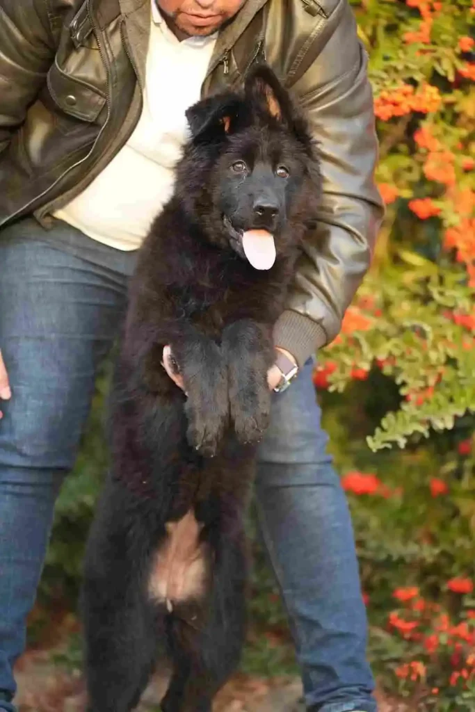 German Shepherd Breeder Upland California 75 German Shepherd puppy image by Royal Tribes K9 1479 in Azusa, California