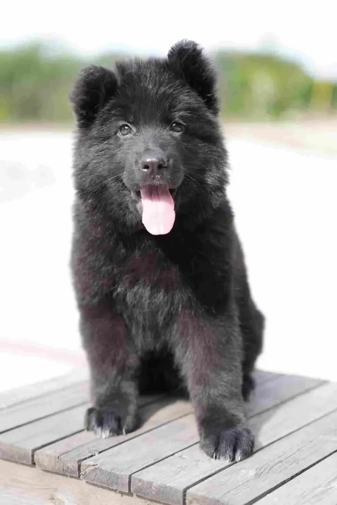 German Shepherd puppies for sale in Denver - German Shepherd Breeder Westminster California. German Shepherd puppy image by