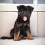 Kairo RTK9 Team ( Male ) Black and Red Long Coat German Shepherd Puppy gallery image 02 by Royal Tribes K9