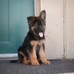 Korben RTK9 Team ( Male ) Black and Red Long Coat German Shepherd Puppy gallery image 02 by Royal Tribes K9