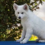 Rebel Queen White Long Coat German Shepherd Puppy puppy profile image 05 by Royal Tribes K9