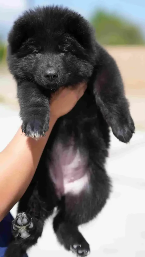 German Shepherd Puppies For Sale Berkeley German Shepherd puppy image by Royal Tribes K9 1250 in Brookline, Idaho