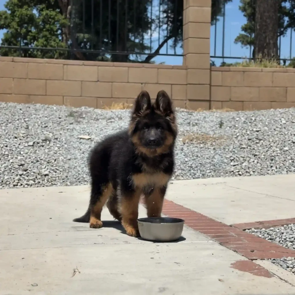 German Shepherd puppies for sale in Stamford Connecticut - German Shepherd Puppies For Sale Boynton Beach German Shepherd