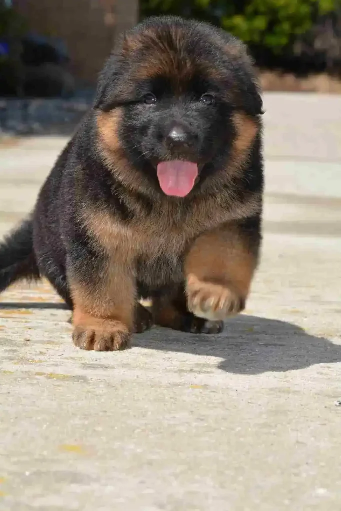 German Shepherd puppies for sale in Houston - German Shepherd Puppies For Sale Costa Mesa German Shepherd puppy image by