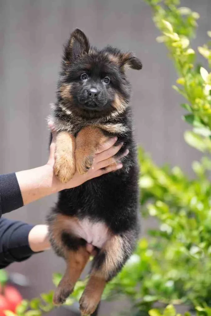 German Shepherd puppies for sale in Manhattan - German Shepherd Puppies For Sale Joshua Tree German Shepherd puppy image by