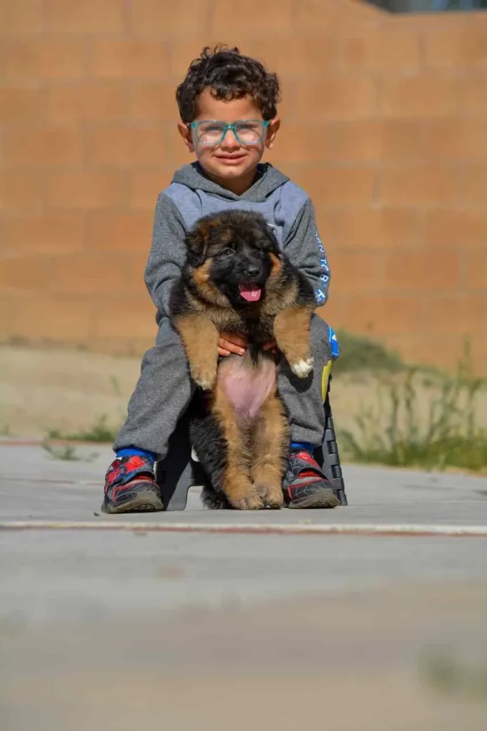 German Shepherd Puppies For Sale Los Angeles German Shepherd puppy image by Royal Tribes K9 1596 in Long Beach, California