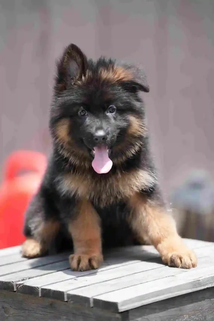 German Shepherd portrait used for puppy pickup and delivery guidance to Brownsville, Texas.
