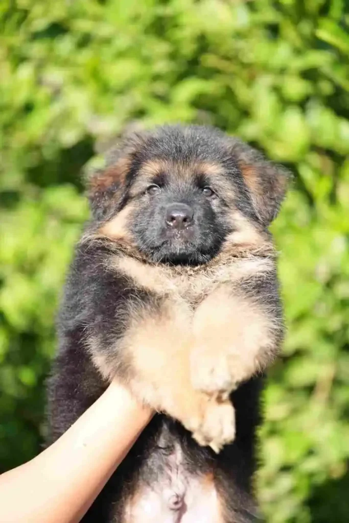 German Shepherd puppies for sale in Buckhead - German Shepherd Puppies For Sale Palmdale German Shepherd puppy image by