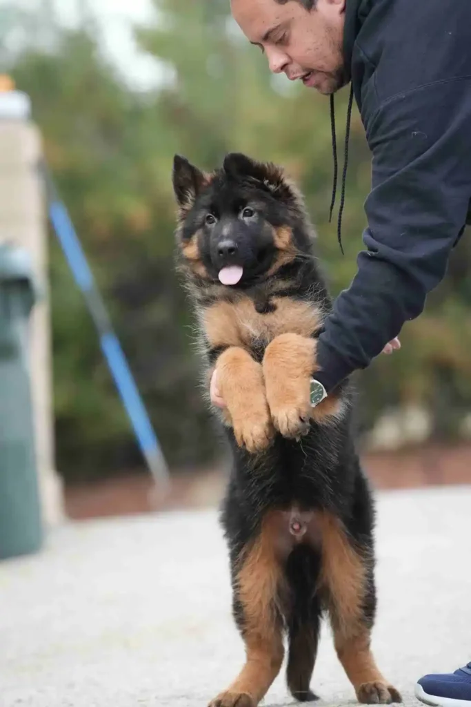 German Shepherd puppies for sale in Forrest City - German Shepherd Puppies For Sale Richmond German Shepherd puppy image by