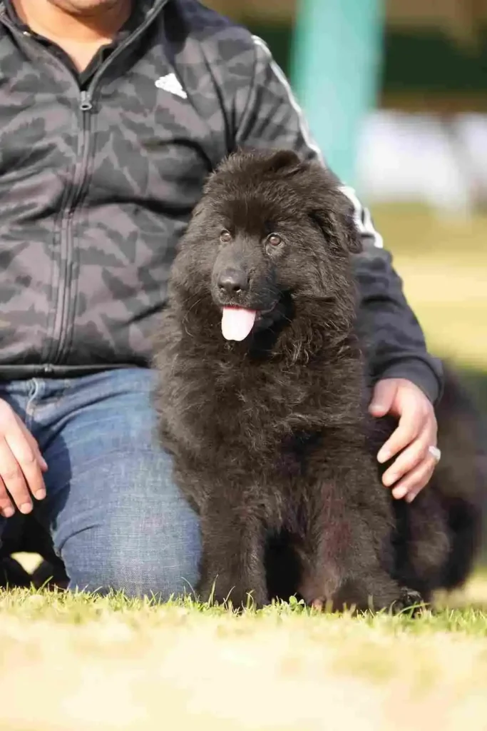 German Shepherd Puppies For Sale Santa Clara German Shepherd puppy image by Royal Tribes K9 1431 in Anaheim, California