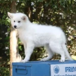 Rebel Queen White Long Coat German Shepherd Puppy standing portrait 04 by Royal Tribes K9