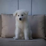 Magnus ( Male) Full White Long Coat German Shepherd Puppy gallery image 02 by Royal Tribes K9