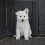 Yara White Long Coat German Shepherd Puppy profile photo 01 by Royal Tribes K9