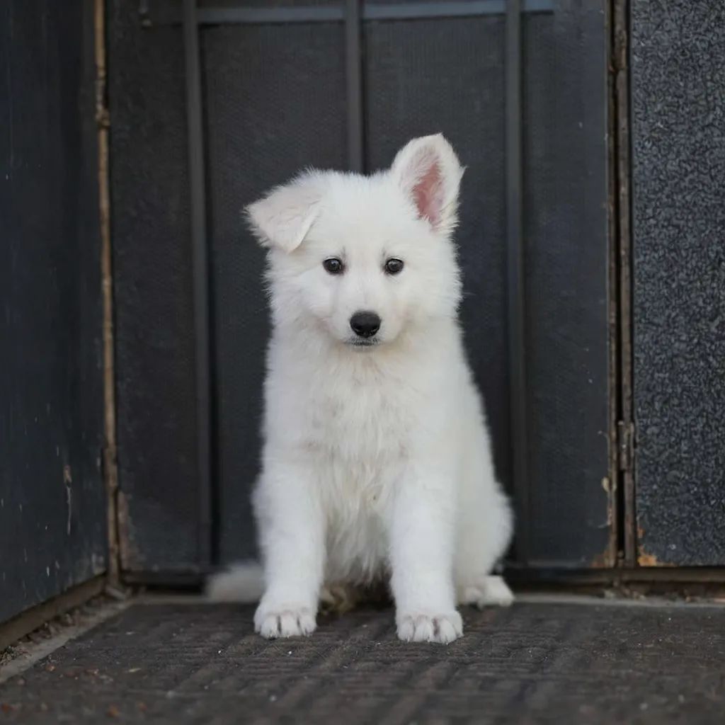 Yara