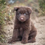 Valencia ( Female ) (imported) Full Liver (Chocolate) Long Coat German Shepherd Puppy gallery image 02 by Royal Tribes K9