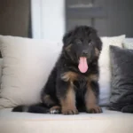 Cairo Black and Tan Long Coat German Shepherd Puppy puppy profile image 05 by Royal Tribes K9