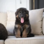 Aswan Black and Tan Long Coat German Shepherd Puppy gallery image 02 by Royal Tribes K9