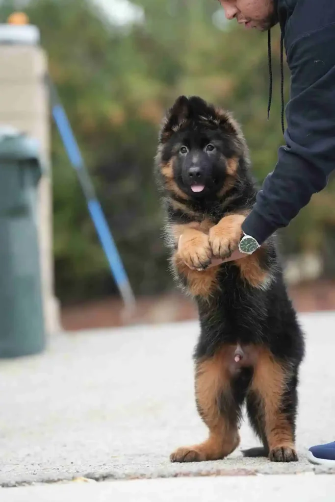 Healthy German Shepherd Puppies Bristol German Shepherd puppy image by Royal Tribes K9 1540 in Pasadena, California