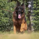 Yanto vom Coburger Rosengarten German Shepherd sire gallery image 02 for Royal Tribes K9 pedigree content