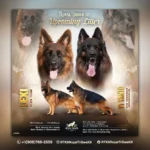 Yanto vom Coburger Rosengarten German Shepherd sire coat detail photo 03 for Royal Tribes K9 pedigree content