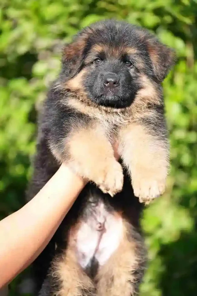 20241013 Wa0001 11Zon 23 11Zon 53 11Zon German Shepherd puppy image by Royal Tribes K9 1729 in Woodside, California