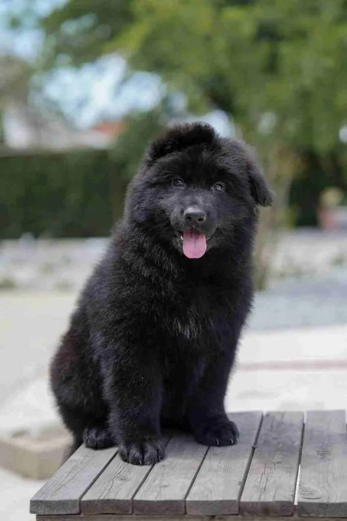 20241023 Wa0019 11Zon 35 11Zon German Shepherd puppy image by Royal Tribes K9 1498 in Pittsburgh, Pennsylvania