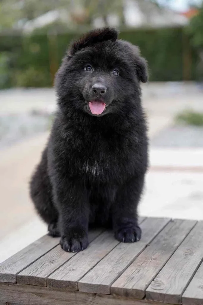20241023 Wa0020 11Zon 36 11Zon German Shepherd puppy image by Royal Tribes K9 0992 in Marina Del Rey, California
