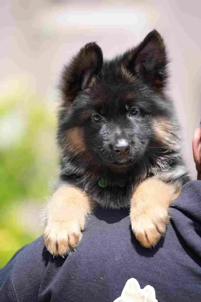 20241023 Wa0036 11Zon 46 11Zon German Shepherd puppy image by Royal Tribes K9 1171 in Pebble Beach, California