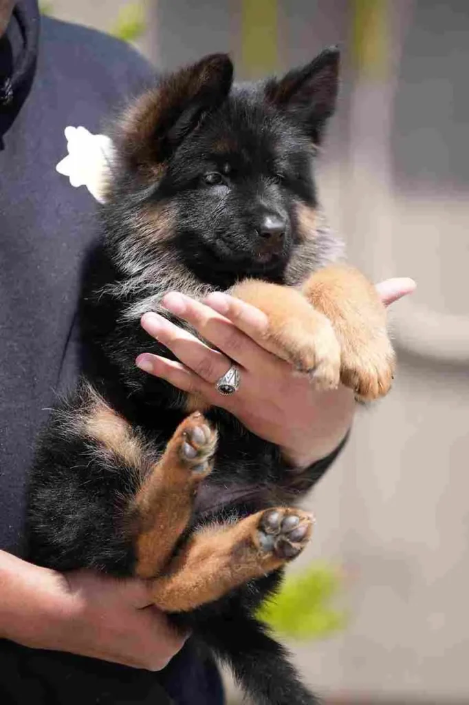 German Shepherd portrait used for puppy pickup and delivery guidance to Hermosa Beach, California.